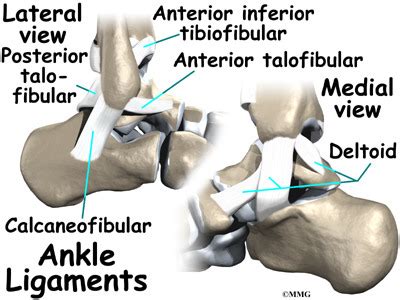 Tendons and ligaments are called connective tissues because they serve that purpose. Ankle Anatomy | eOrthopod.com