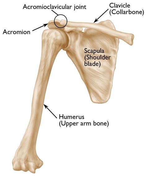 Scapula Shoulder Blade Fractures Orthoinfo Aaos