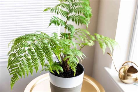 Australian Tree Fern Plant Care And Growing Guide