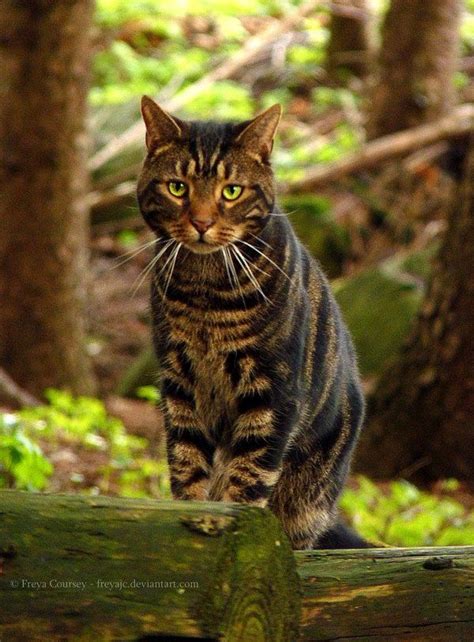 Forest Cat Archie ~ Freyajc Pretty Cats Beautiful Cats Forest Cat