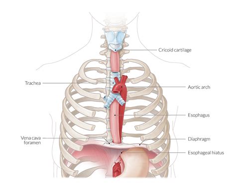 Organs Within Ribcage We Would Like To Help You With The Solution Of