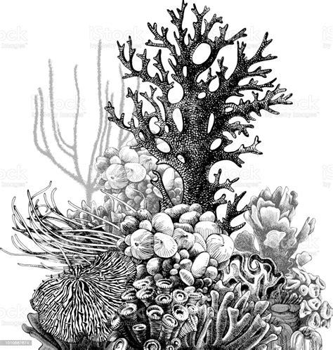 Coral reef waterworld is bracknell's largest water world. Hand Drawn Coral Reef Stock Illustration - Download Image ...