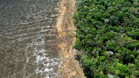 Climate Change New Uk Law To Curb Deforestation In Supply Chains Bbc