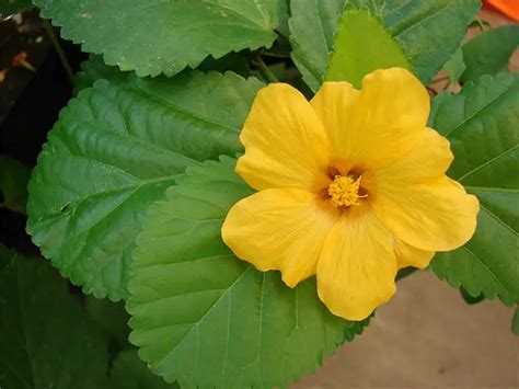 Official Island Flower Of Oahu Pua Ilima