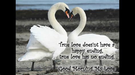 Pin By Lynn May On Quotes Thoughts And Ideas Swan Love Morning