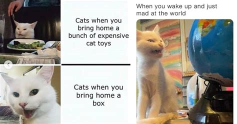 Furballs Of Fun Purrfectly Hilarious Cat Memes To Claw Into Your