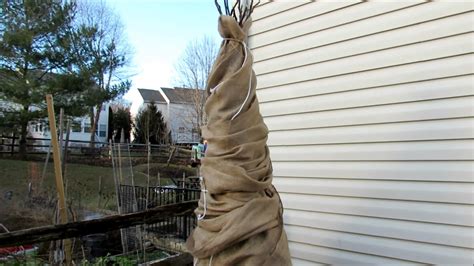 How To Wrap A Fig Tree For Winter Protection In Zone 7 Tips 3 Layers