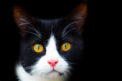 Black And White Cat Free Stock Photo Public Domain Pictures