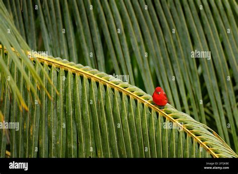 Red Tanager On The Big Palm Leave Summer Tanager Piranga Rubra Red