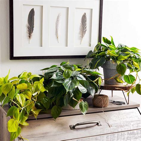 Indoor Plants For Low Light Better Homes And Gardens