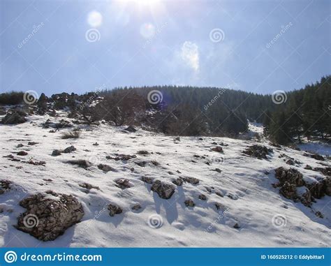 Arz Al Barouk Lebanon Cedars Snow Season Stock Photo Image Of Forest