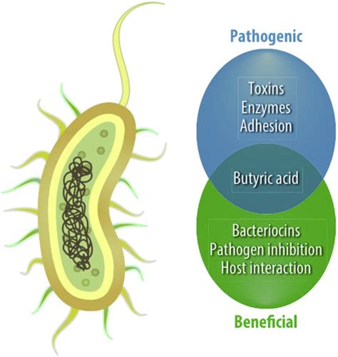 This genus includes several significant human pathogens, including the causative agents of botulism and tetanus. Clostridium butyricum: from beneficial to a new emerging ...
