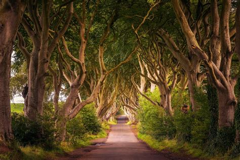 10 Breathtaking Tree Tunnels Around The World Max Foster Photography