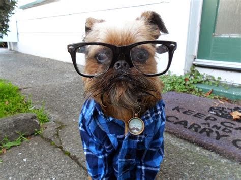 Hipster Dogs Interesting Facts And Latest Pictures Funny