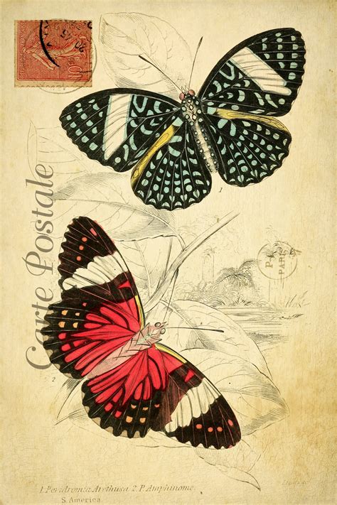 Butterflies Vintage Postcard Free Stock Photo Public Domain Pictures