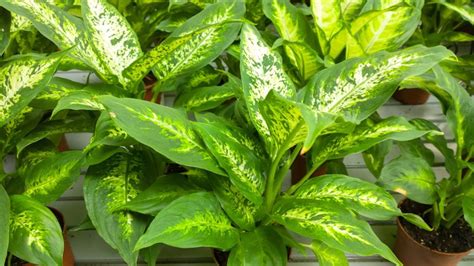 Dieffenbachia Plants The Ultimate Guide To Growing Caring And Propagating