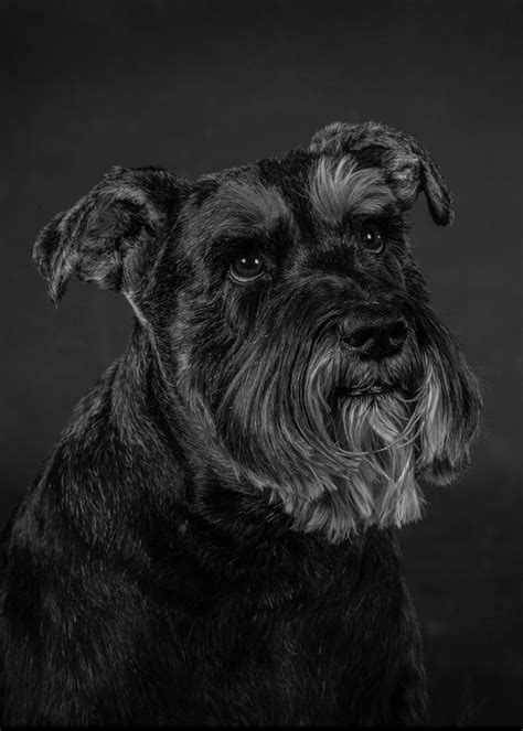 Professional Pet Photography Cat And Dog Portraits