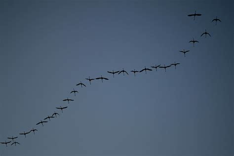 Low Angle Photography Flock Birds Himmel Evening Diagonal