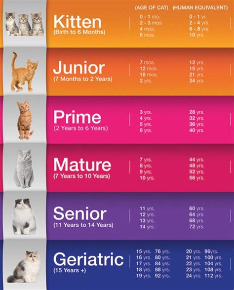 Feline Life Stages Las Vegas Nv Veterinarian Cat Age Chart Cat