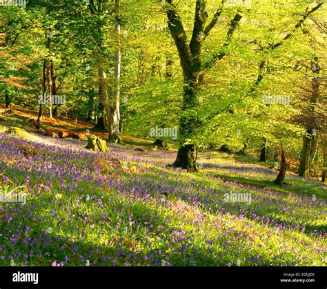 Bluebells In Beech Forest Spring Stock Photo Alamy