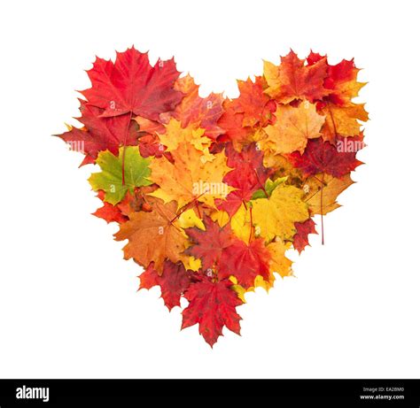 Maple Tree In Shape Heart Cut Out Stock Images And Pictures Alamy