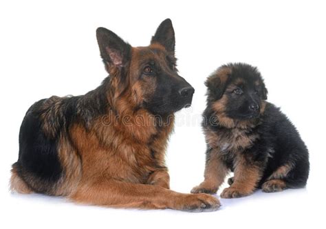 Puppy And Adult German Shepherd Stock Image Image Of Mother Female