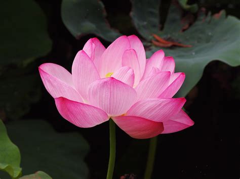 Free Images Petal Botany Pink Sacred Lotus Aquatic Plant Flora