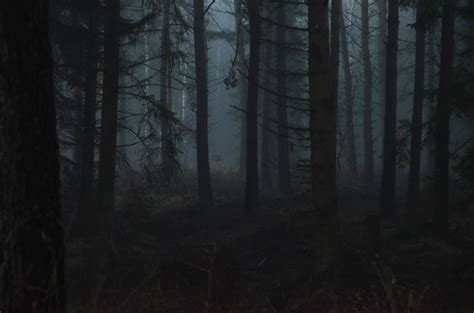 Dark Forest Night Forest Dark Naturalism