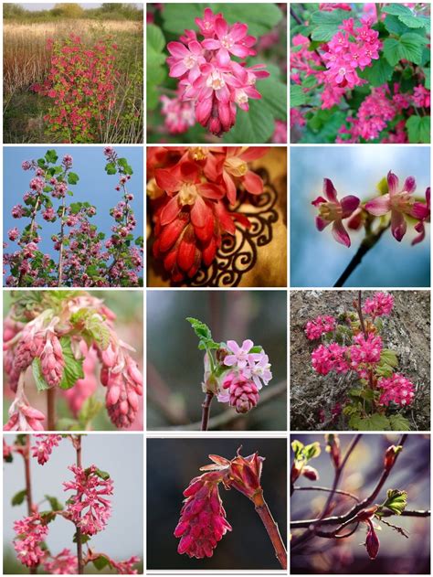 Deciduous trees trees and shrubs flowering trees trees to plant garden trees garden plants sun garden specimen trees baumgarten. 50 Natives: Washington State : Ribes sanguineum - Red ...