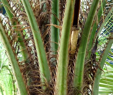 How To Grow And Care For Pindo Palm Tree Butia Capitata