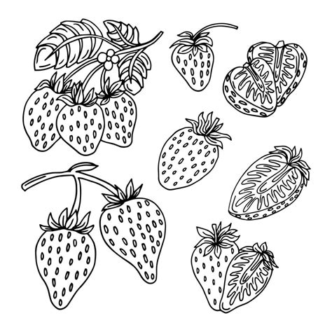 Strawberry Hand Drawn Vector Illustration Strawberries Sketch Vector
