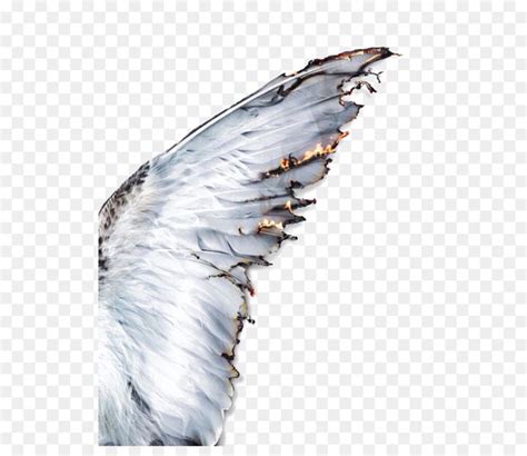 Free Daedalus Icarus Wing Greek Mythology Feather White Feathers