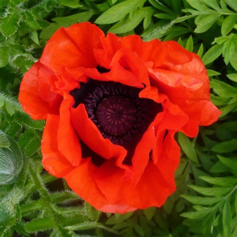 How to grow poppies from seeds. Poppies from Seed - Gardeners Tips