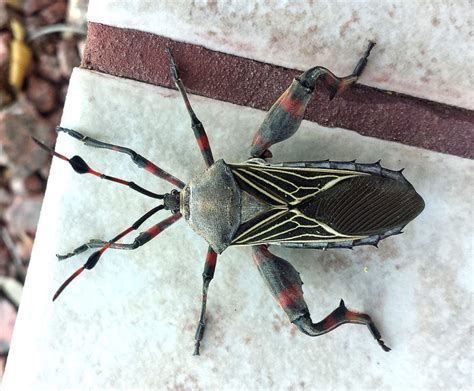When stink bugs appear indoors, your options vary based on how many bugs you're facing. 8 Ways to Get Rid of Mesquite Bugs (Naturally) | BugWiz