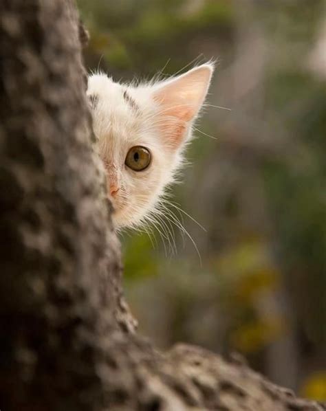 Peek A Boo I See You Cats Cute Cats Animals