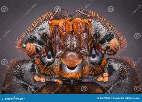 Extreme Magnification Wolf Spider Full Body Shot High Resolution