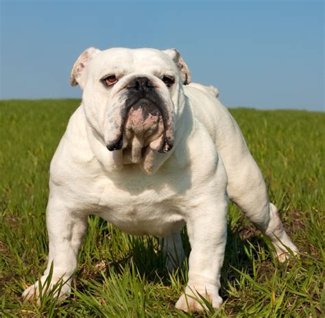 In november 2019, the american bulldog was added to the american kennel club (ak. Bulldog Behavior and Temperament: How to Keep Your Canine ...