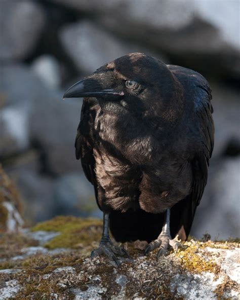 Common Raven Audubon Field Guide
