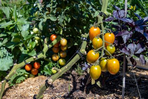 The 4 Best Tomato Clips And How To Use Them Minneopa Orchards