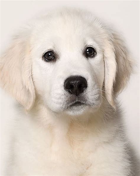 English golden retriever female, available soon annapolis, maryland. 39 best English Cream Golden Retriever images on Pinterest ...