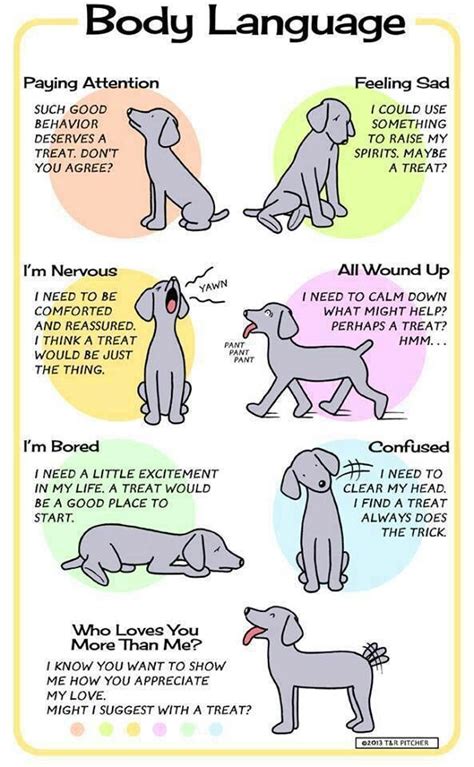 Dog Body Language Every Dog Owner Should Know Dog Body Language