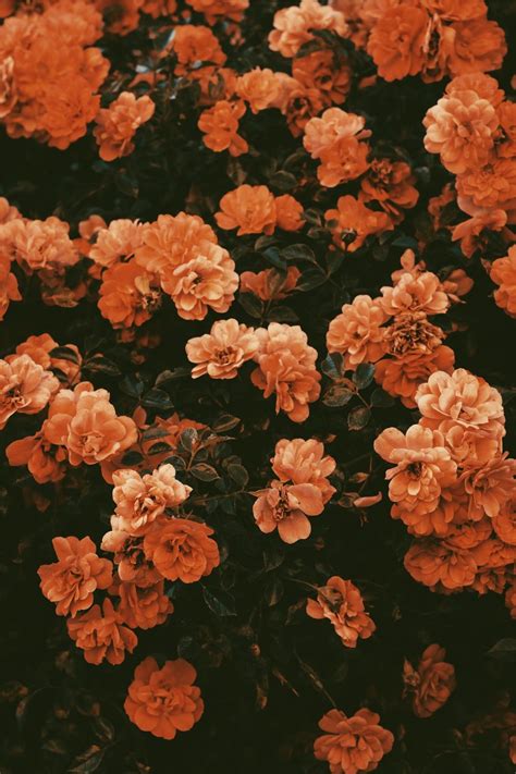 Collection by amaira • last updated 4 weeks ago. VSCO Sunflower Wallpapers - Top Free VSCO Sunflower ...