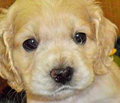 When it comes to color options, considering that both the cocker spaniel and poodle come in a wide range of coat colors. AKC Cocker Spaniels Puppies Buff White Party 7 Weeks ...