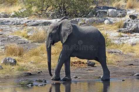 Elephant Cow With Baby Elephent Loxodonta Africana In The
