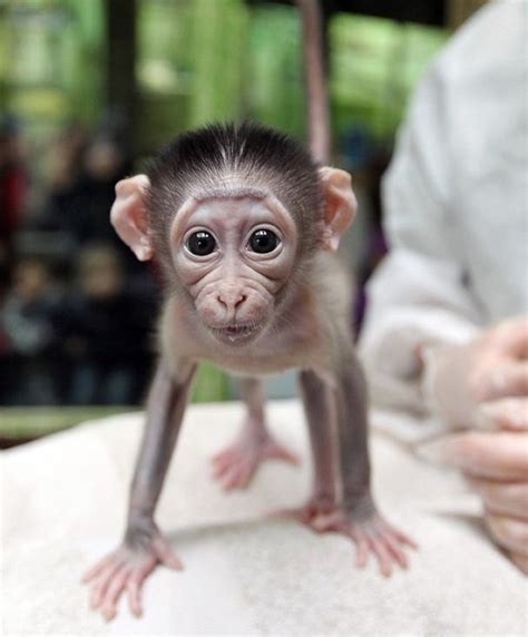 Baby Monkey Is Ready Teh Cute