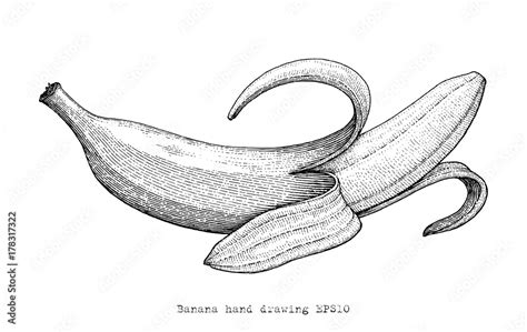 Banana Hand Drawing Engraving Stylebanana Black And White Clipart