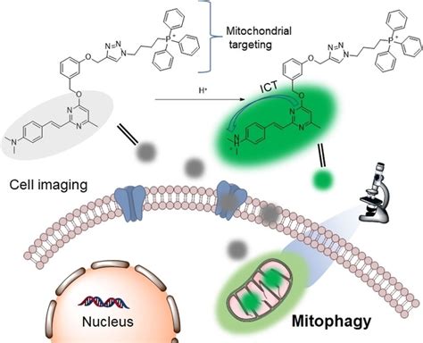 PyrimidineBased Fluorescent Probe For Monitoring Mitophagy Via