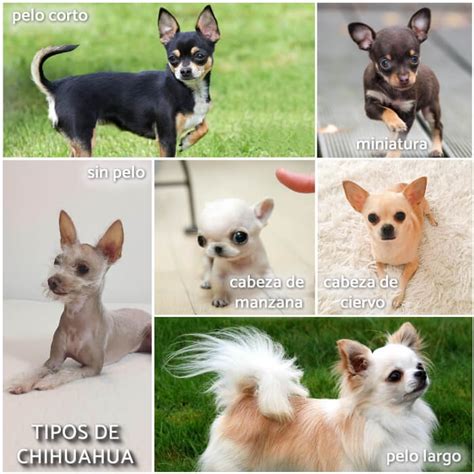¿cuáles Son Los Verdaderos Tipos De Chihuahua Diferencias Fotos