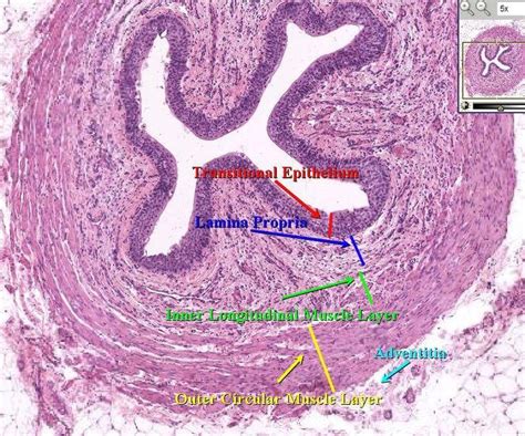 Urinary Bladder Histology Cross Section Urethra In 2020 Tissue