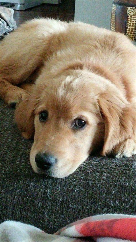 Get your own golden retriever pups today and enjoy your life! Golden Retriever puppy | Cute dogs, Cute puppies, Cute animals